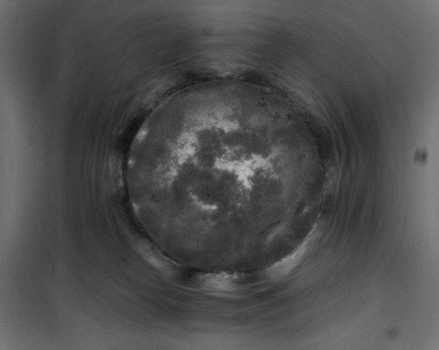 X0000100850182200807070942