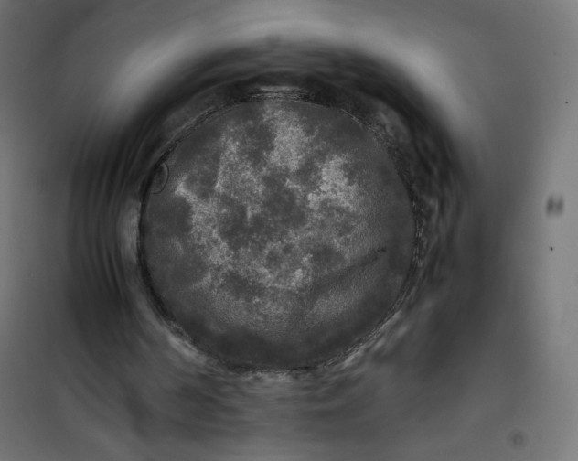 X0000100850194200807070941