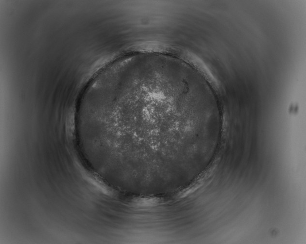 X0000100850202200807070941