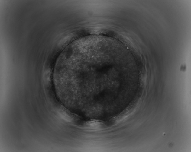 X0000100850219200807070941