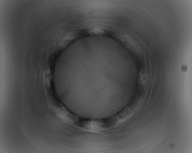 X0000100850223200807070941