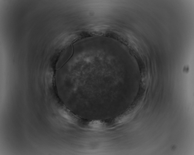 X0000100850231200807070941