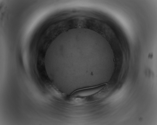 X0000100850239200807070941