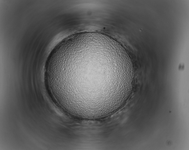 X0000100850242200807070940