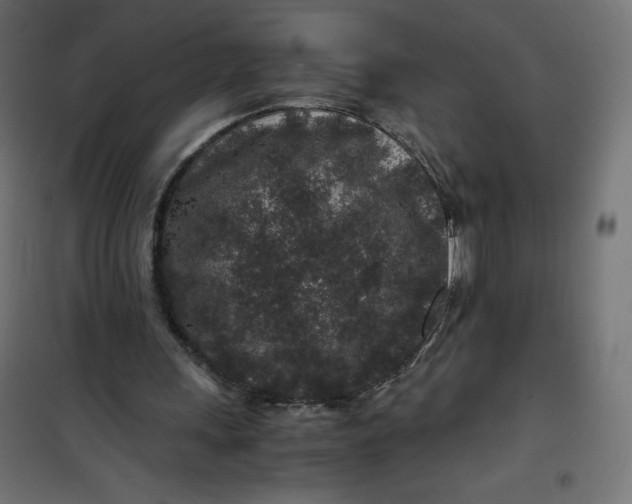 X0000100850243200807070940