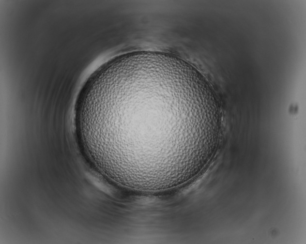 X0000100850246200807070940