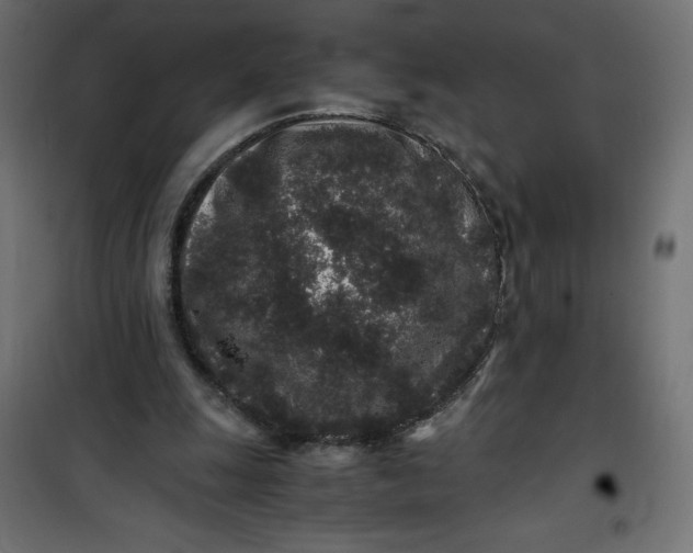 X0000100850247200807070940