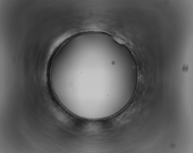 X0000100850248200807070940