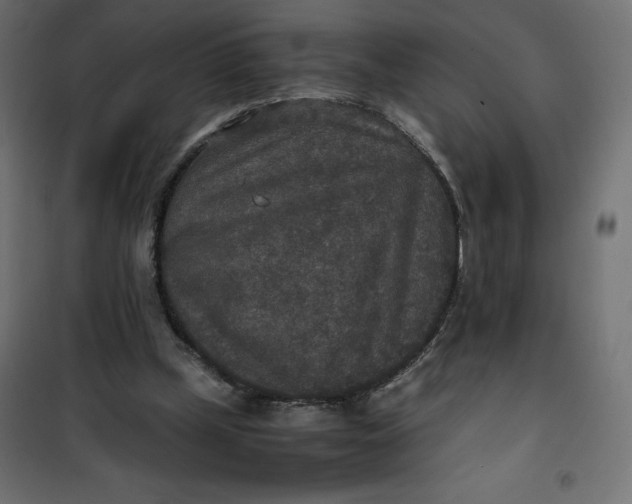 X0000100850249200807070940