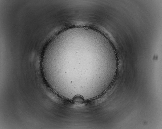 X0000100850257200807070940