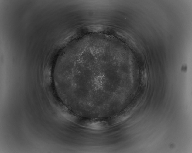 X0000100850267200807070940