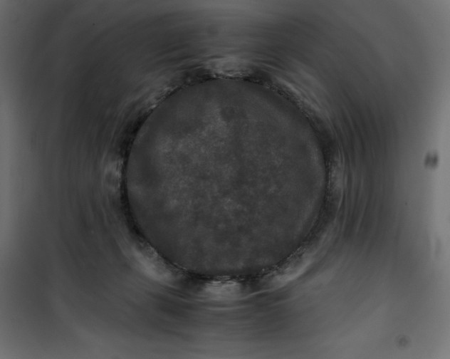 X0000100850271200807070940