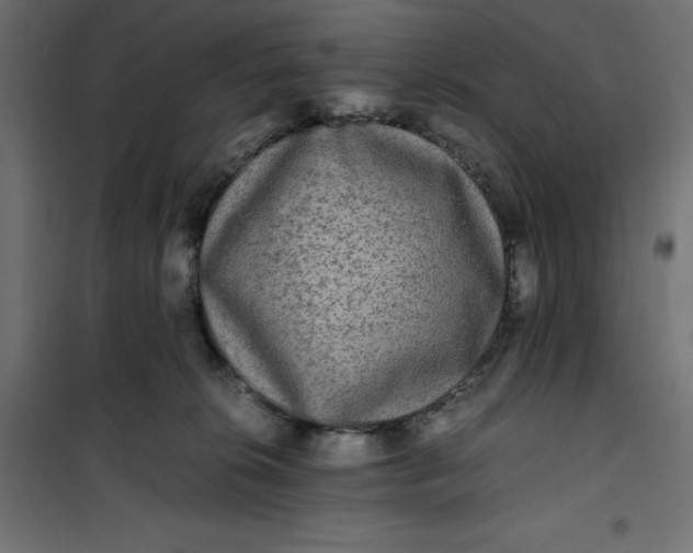 X0000100850276200807070940