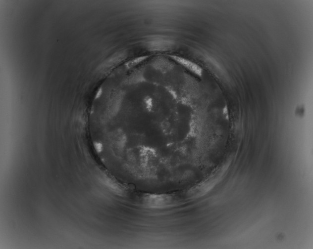 X0000100850277200807070940