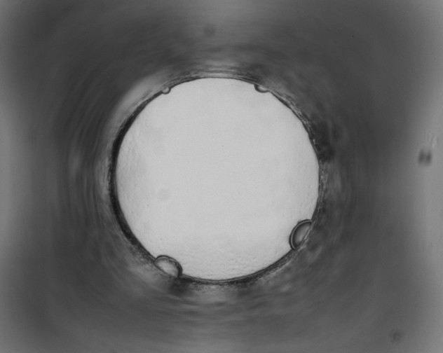 X0000100850293200807070940