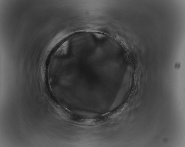 X0000100850295200807070940