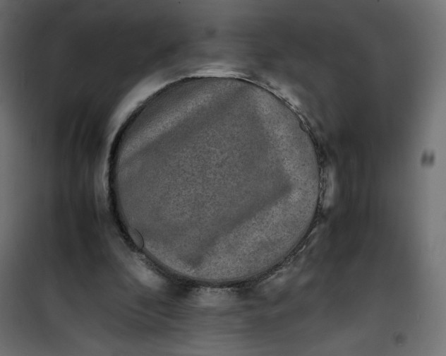 X0000100850296200807070940