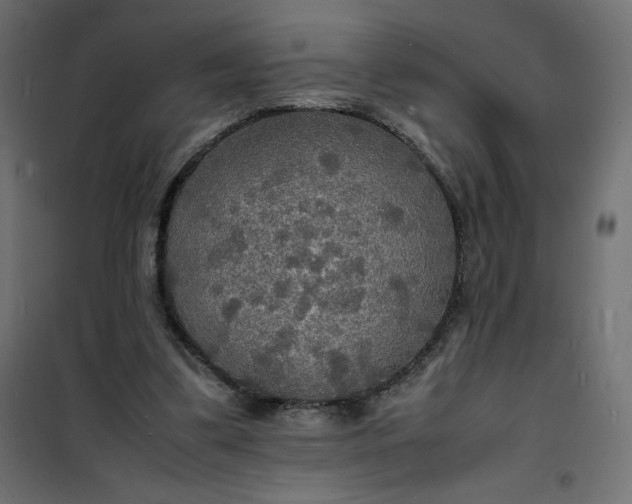 X0000100850299200807070940