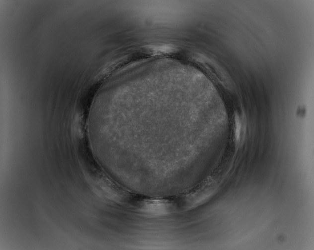 X0000100850316200807070939