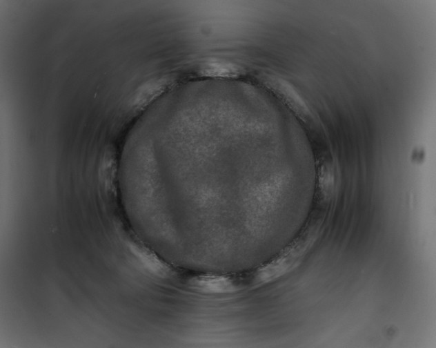 X0000100850322200807070939