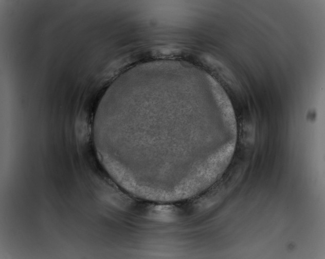 X0000100850324200807070939