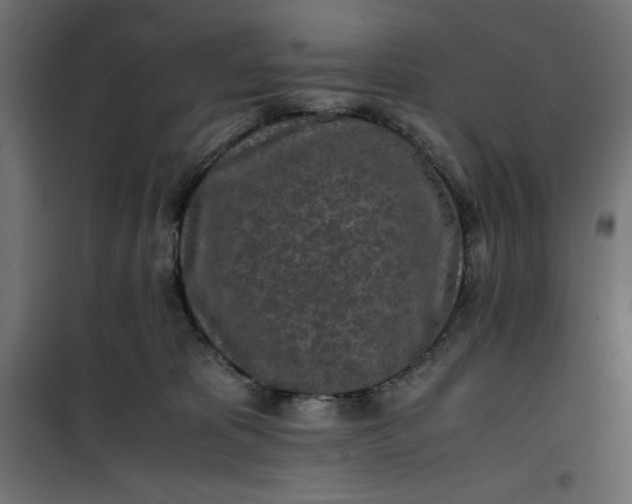 X0000100850325200807070939