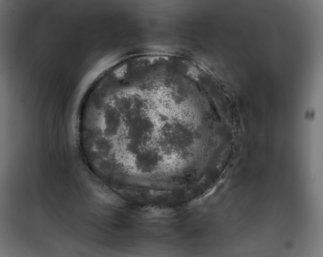 X0000100850343200807070938