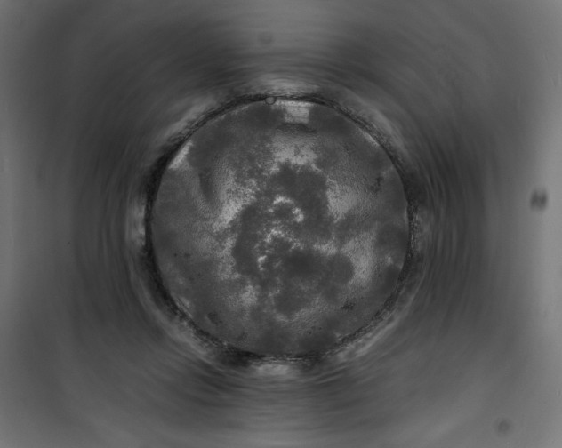 X0000100850358200807070939