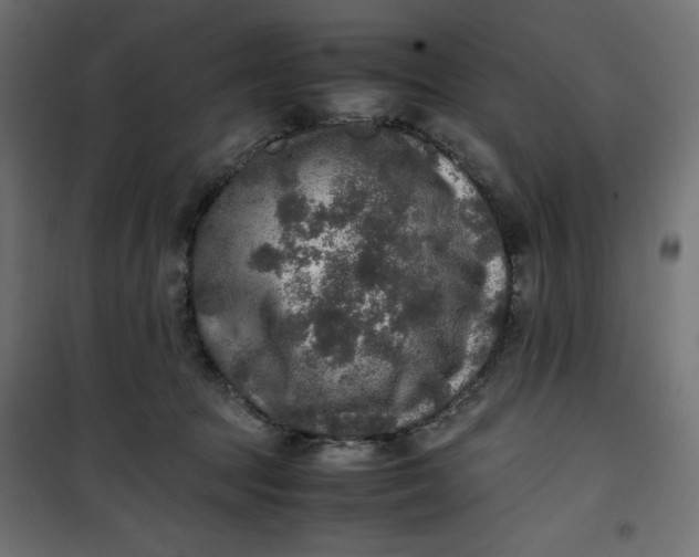 X0000100850369200807070939