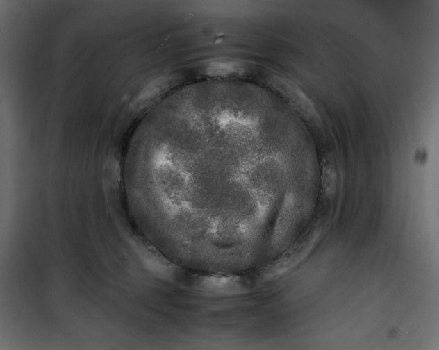 X0000100850375200807070939