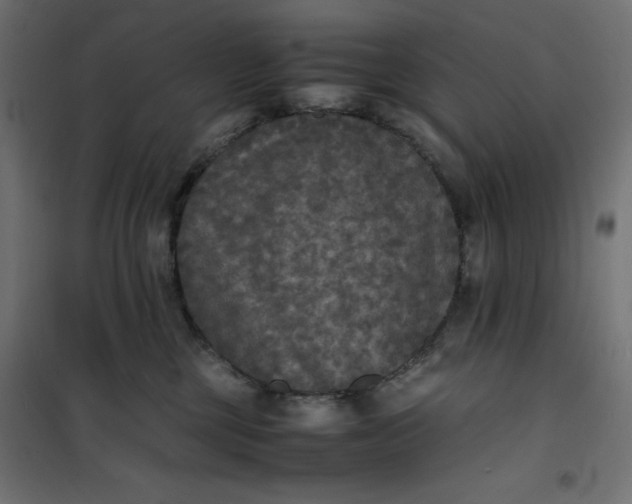 X0000100850377200807070939