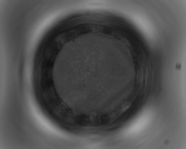 X0000100850383200807070939