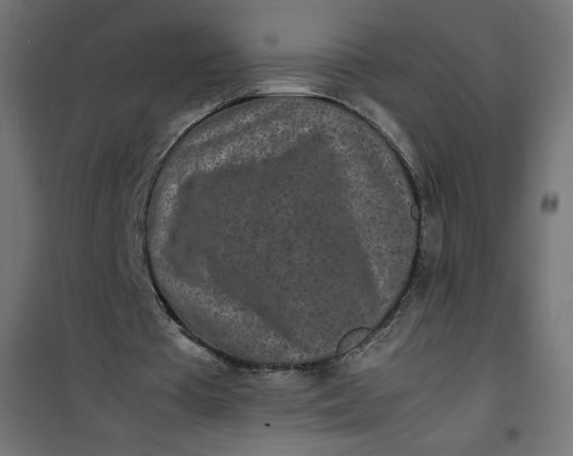 X0000100850385200807070938