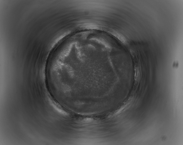 X0000100850390200807070938