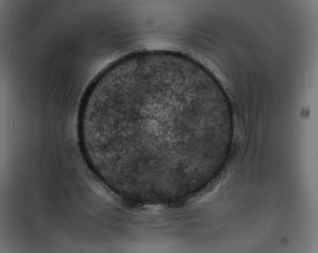 X0000100850391200807070938