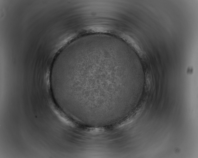 X0000100850398200807070938