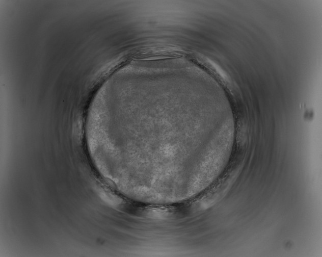 X0000100850405200807070938