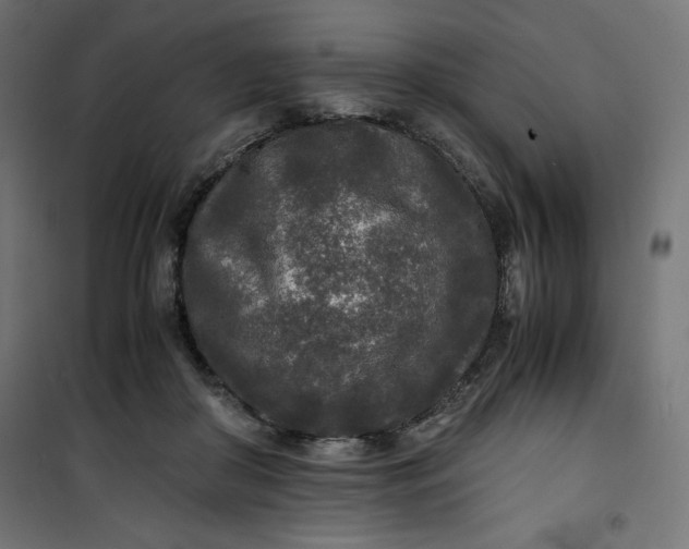 X0000100850410200807070938