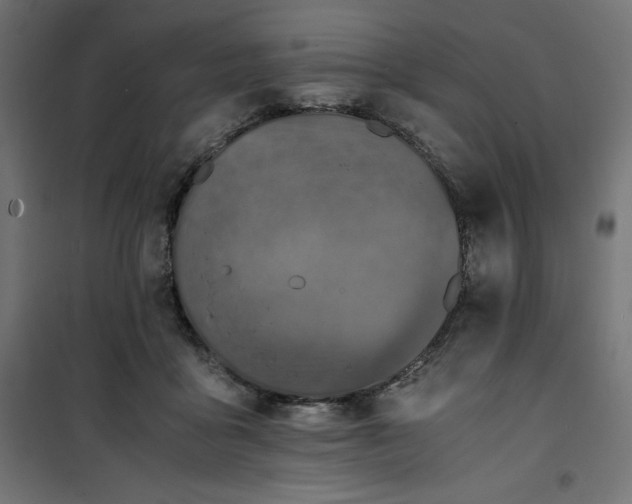 X0000100850411200807070938