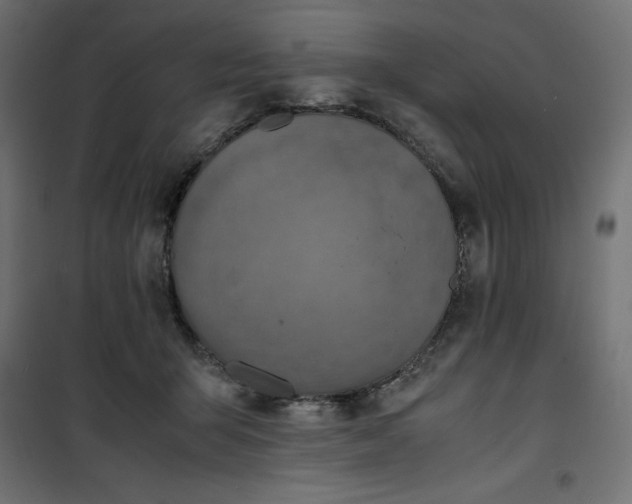 X0000100850415200807070938