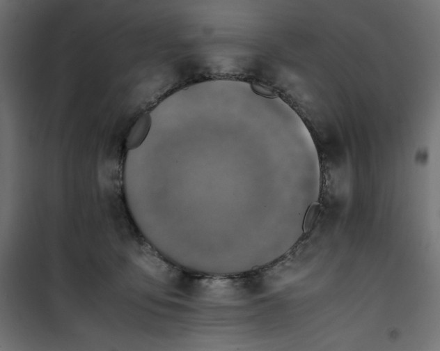 X0000100850419200807070938