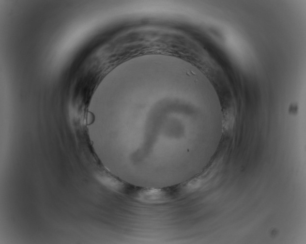 X0000100850431200807070938