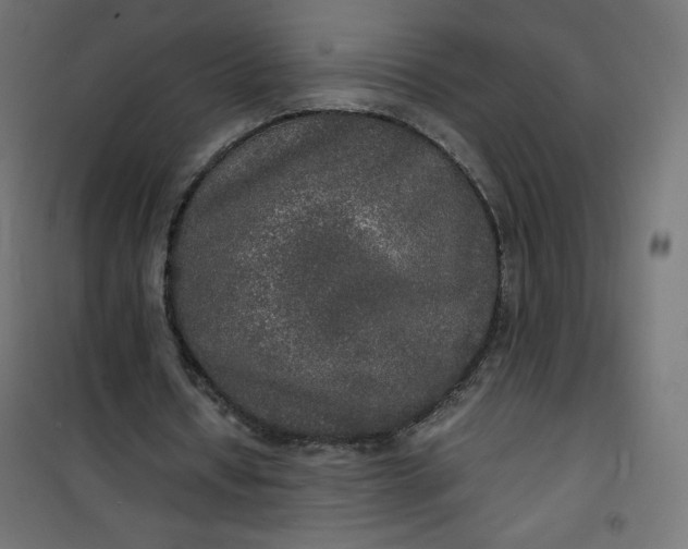 X0000100850434200807070937