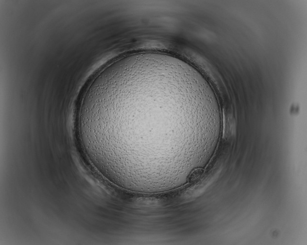 X0000100850435200807070937