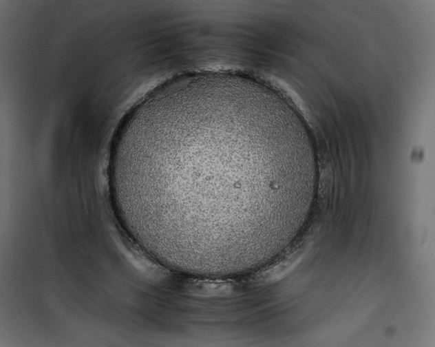 X0000100850443200807070937