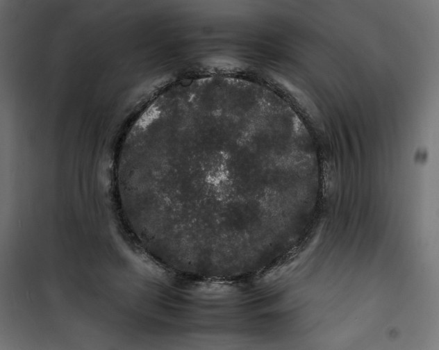 X0000100850451200807070937