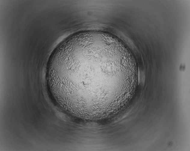 X0000100850483200807070937