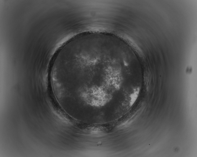 X0000100850488200807070937