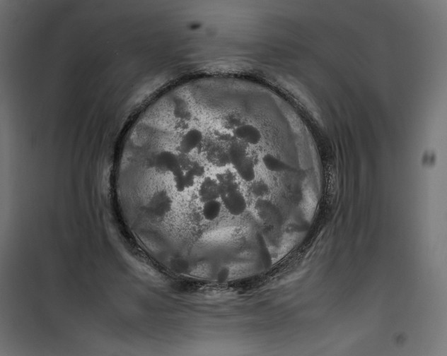 X0000100850491200807070937