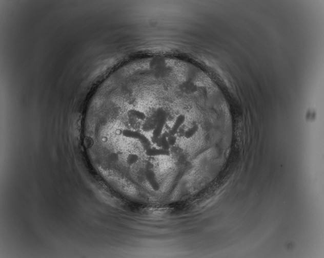 X0000100850495200807070936